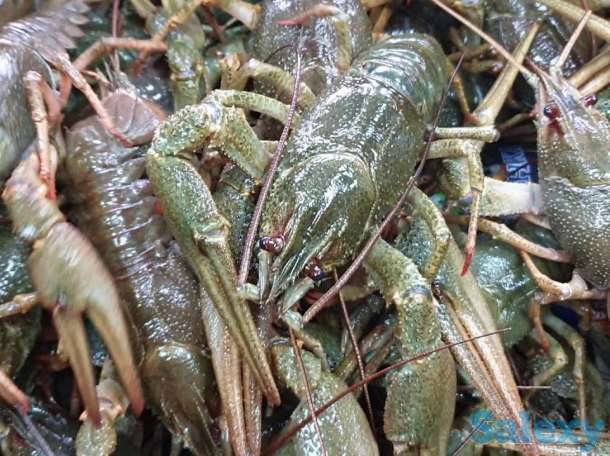 Куплю живых раков, фотография 1