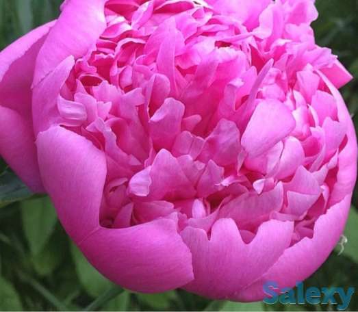 Пионы лилово-розовые «Монсеньер Жюль Эли», Казахстан, фотография 1