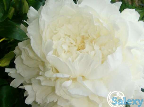 Пион миссис ж.в. эдлунд, фотография 1