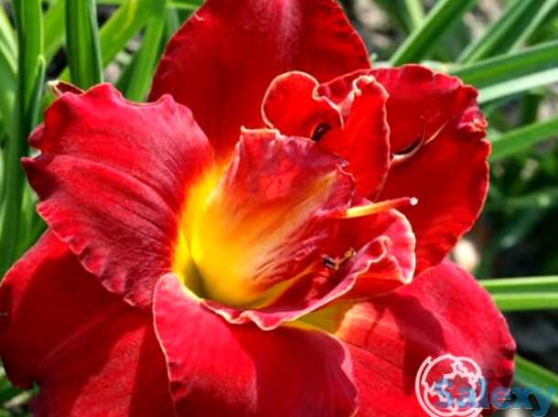 Лилейник хайленд лорд, фотография 1