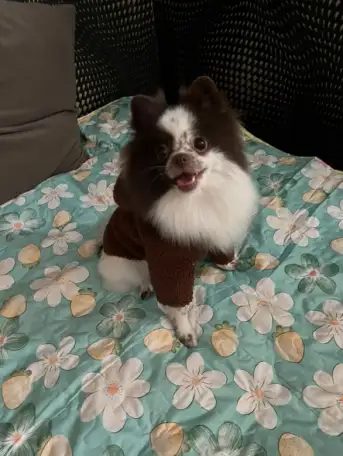 Собака шпиц Померанский, фотография 2