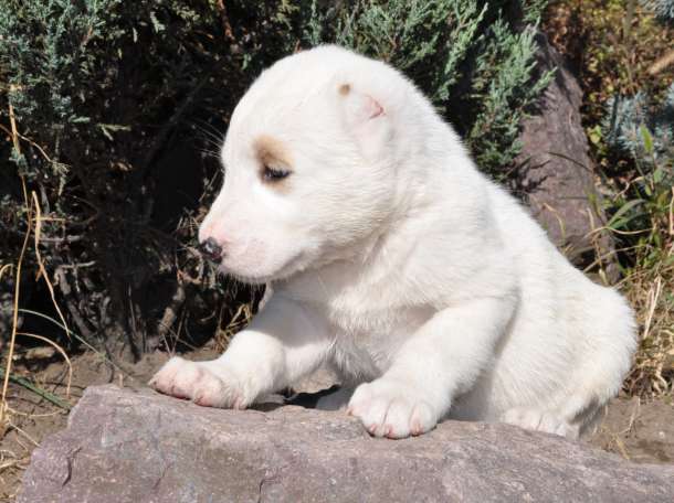 Щенки САО Алабаи (тобет) от чемпионов мира, фотография 1
