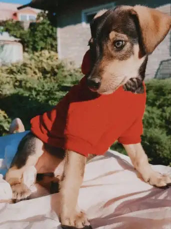 Щенки метисы от кинолога, фотография 2