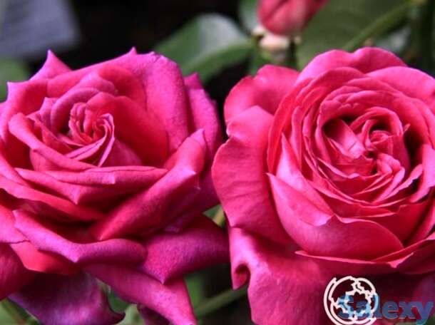 Роза шартрез де парм, дельбар, фотография 1