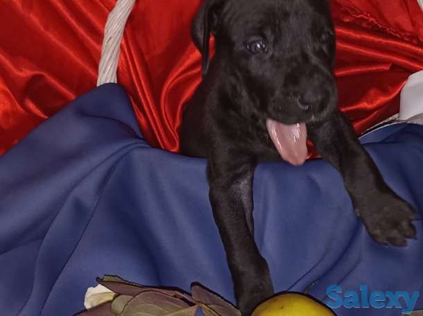 Продам щенков немецкого дога, фотография 5