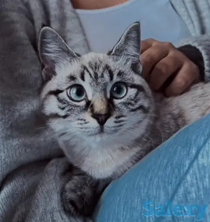 Отдаю добрую кошку в добрые руки :), фотография 5