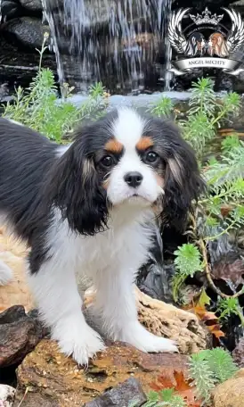 Профессиональный питомник ANGEL MECHTY., фотография 9