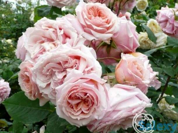 Роза поль бокуз, гийо, фотография 1