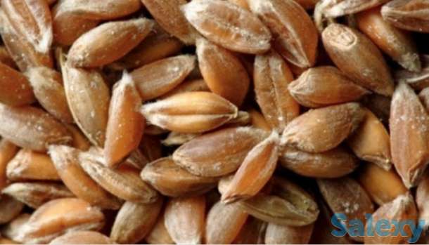 Семена тритикале озимого 