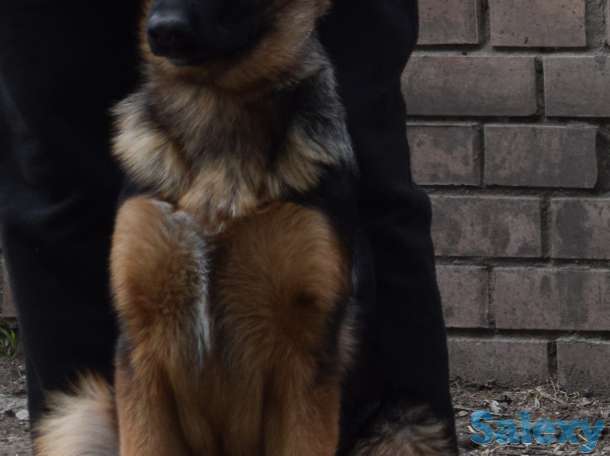 Щенки немецкой овчарк, фотография 3