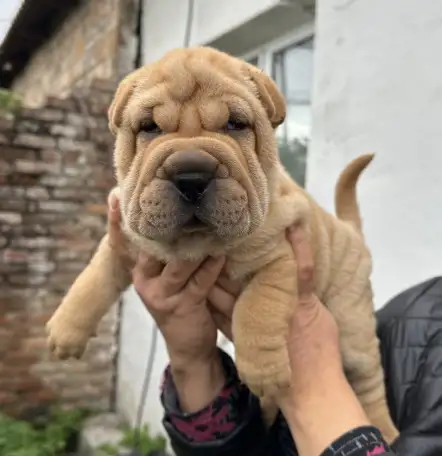 Щенки породы Шарпей, фотография 2