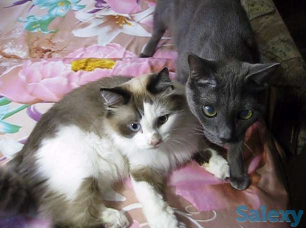 !!! Нужно спасать котов !!!, фотография 1