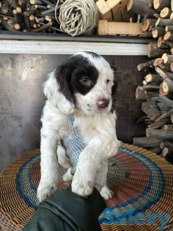 Щенок русского спаниеля, фотография 1