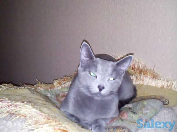 Продаются чистопородные котята Русская Голубая, фотография 5