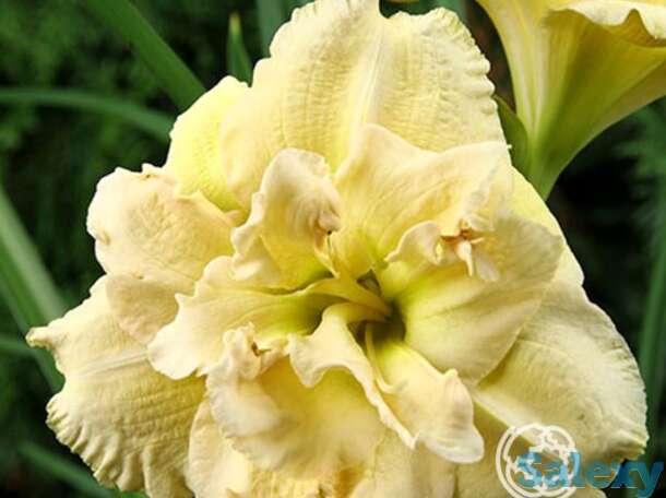 Лилейник боул оф крим, фотография 1