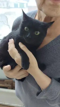 Кошечка Пантера, фотография 1