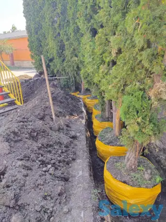 Ландшафтные работы. Озеленение., фотография 8