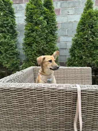 Щенок в хорошие руки, фотография 3