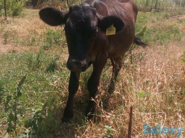 Продам телят, фотография 3