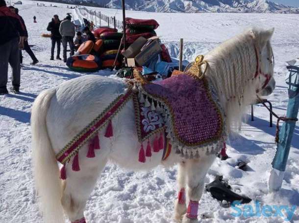 катание на санях, фотография 7