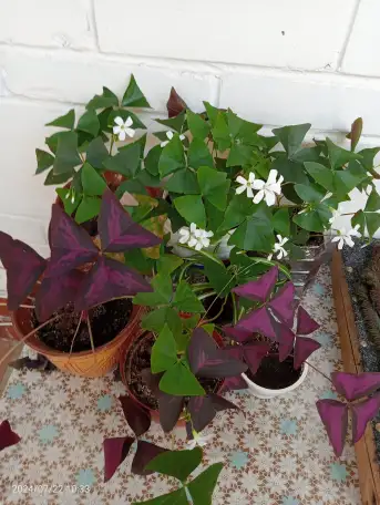 Оксалис, Кислица, фотография 1