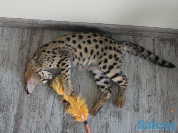 Саванна Ф1, Саванна, Savannah f1, фотография 3