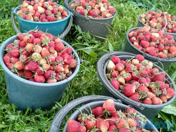 Свежая клубника оптом, фотография 2