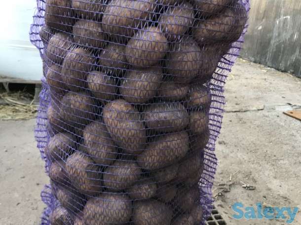 Продаю картошку, фотография 2