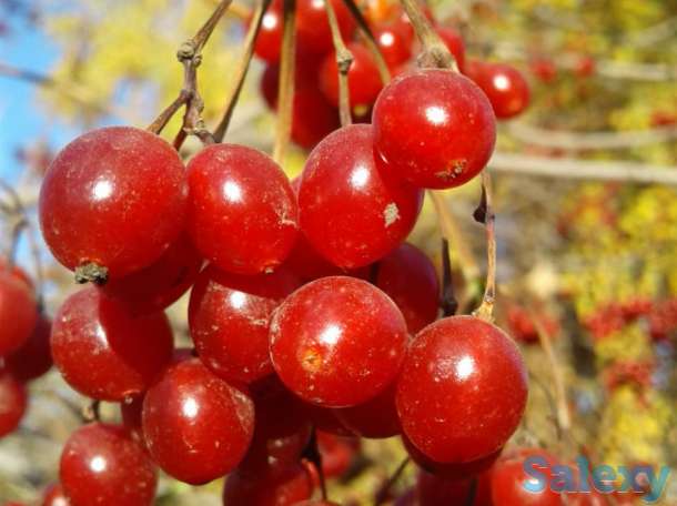 По светлана, фотография 1