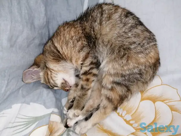 Отдам котёнка, фотография 4