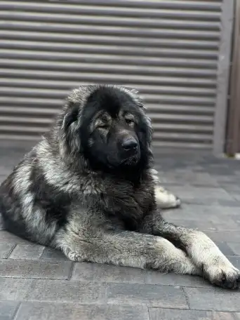 Щенки Кавказкой овчарки, фотография 4