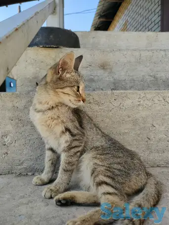 Отдаем кошечку в добрые руки, фотография 1