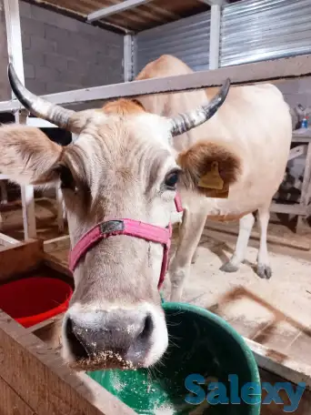 корова нестельная, фотография 7