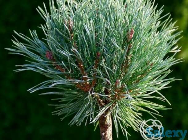 Сосна обыкновенная чантри блю на штамбе 60 см, фотография 1