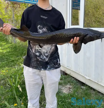 Продажа живого ОСЕТРА!, фотография 2