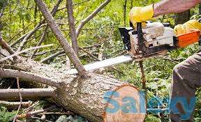 Спил деревьев, фотография 6