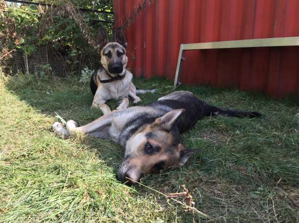 Продам щенков Восточно-Европейской овчарки, фотография 10