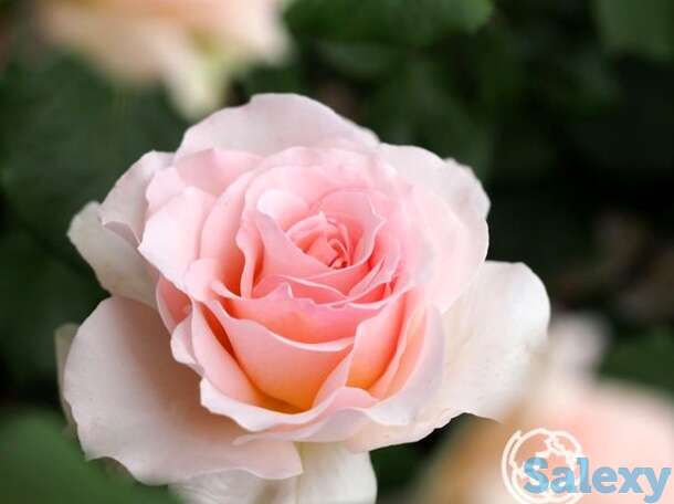 Роза Иоганн Штраус чайно-гибридная, фотография 1