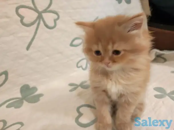 Дарю котенка, фотография 2