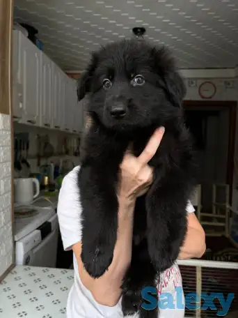 Щенки немецкой длинношерстной овчарки, фотография 5