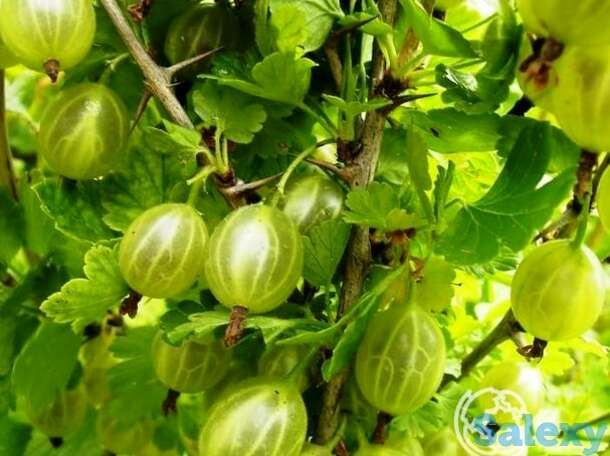 Крыжовник Балтийский, фотография 1