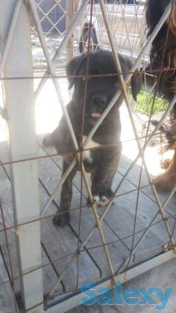 Продам щенков Итальянского мастифа, фотография 6