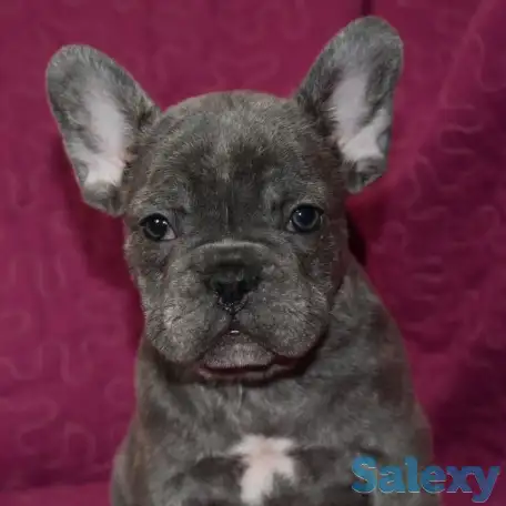 Голубого окраса французы с доставкой по кз, фотография 4