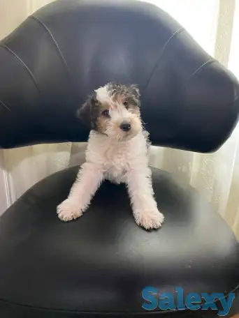 Предлагаются к продаже очаровательные щенки фокстерьера!!, фотография 11