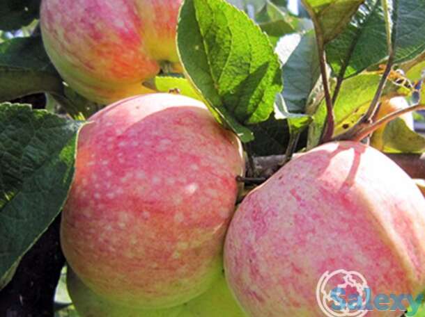 Яблоня конфетное, фотография 1
