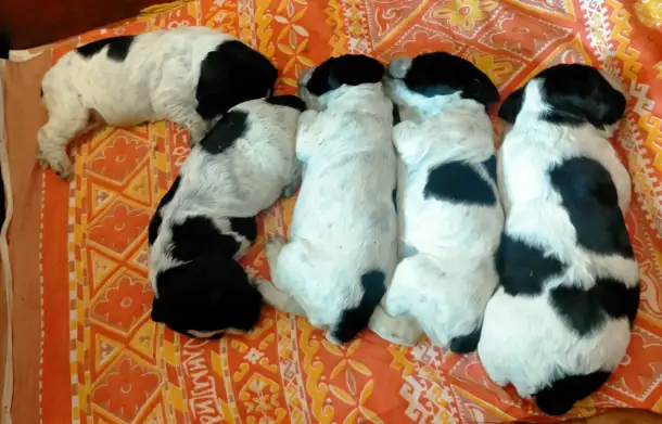 Русский охотничий спаниель, фотография 2