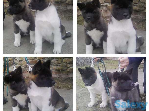 Элитные щенки американской акиты, фотография 5