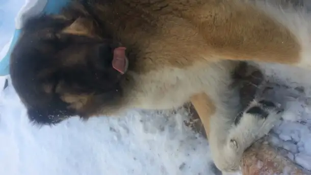 Продаю щенки Кавказской овчарки , 7 месяцев., фотография 2