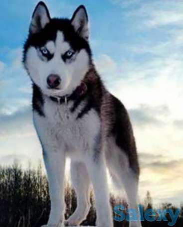 Хаски Продам или Обмен, фотография 1