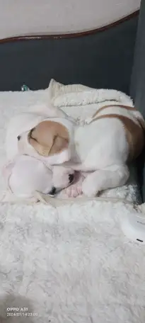 Продам щенков, фотография 4